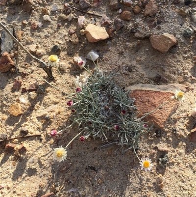 Leucochrysum albicans subsp. tricolor (Hoary Sunray) at Booth, ACT - 17 Jan 2025 by ChrisSutevski