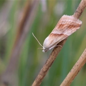 Eublemma inconspicua at Gungahlin, ACT - 23 Oct 2025 06:27 PM
