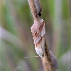 Eublemma inconspicua at Gungahlin, ACT - 23 Oct 2025 06:27 PM