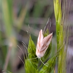Eublemma inconspicua at Gungahlin, ACT - 23 Oct 2025 06:27 PM