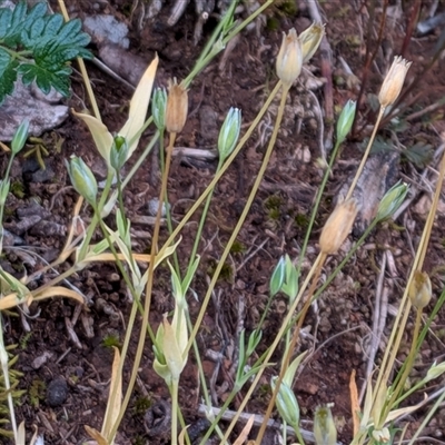 Moenchia erecta (Erect Chickweed) at Franklin, ACT - 23 Oct 2025 by chriselidie