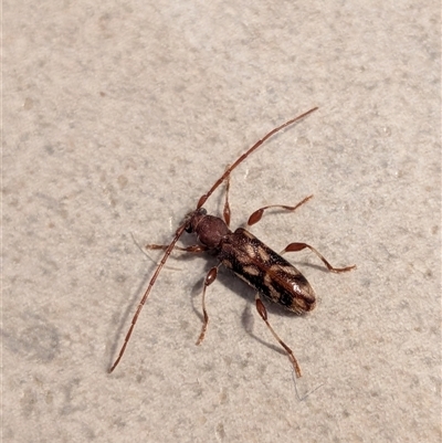 Bethelium diversicorne (Wattle Longhorn) at  - suppressed by chriselidie