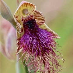 Calochilus robertsonii (Beard Orchid) at Mongarlowe, NSW - 23 Oct 2025 by LisaH