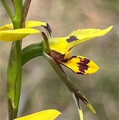 Diuris sulphurea (Tiger Orchid) at Mongarlowe, NSW - 23 Oct 2025 by LisaH