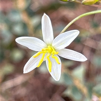 Thelionema caespitosum at  - suppressed by LisaH