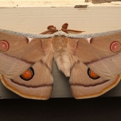 Opodiphthera eucalypti (Emperor Gum Moth) at Ainslie, ACT - 21 Oct 2025 by jb2602