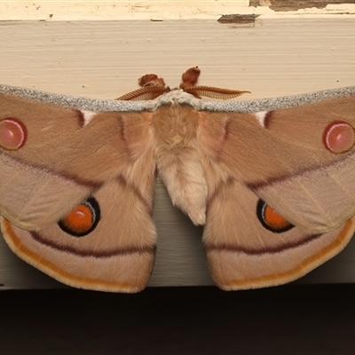 Opodiphthera eucalypti (Emperor Gum Moth) at Ainslie, ACT - 21 Oct 2025 by jb2602