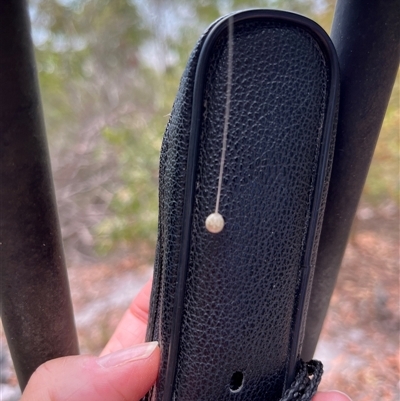 Tamopsis sp. (genus) at Great Sandy Strait, QLD - 22 Oct 2025 by UKHelen