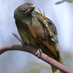 Ptilonorhynchus violaceus (Satin Bowerbird) at Acton, ACT - 22 Oct 2025 by TimL