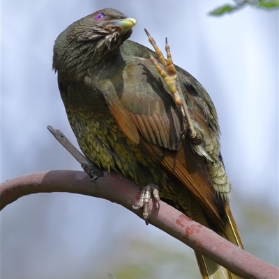 Ptilonorhynchus violaceus (Satin Bowerbird) at Acton, ACT - 22 Oct 2025 by TimL