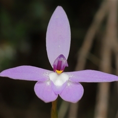 Glossodia major (Wax Lip Orchid) at Strathnairn, ACT - 23 Oct 2025 by TimL