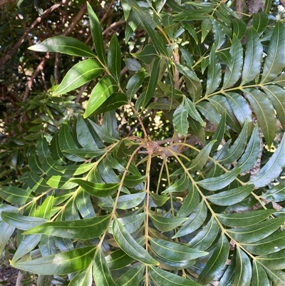 Unverified Other Tree at Central Tilba, NSW - 7 Oct 2025 by timharmony