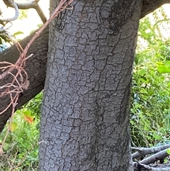 Unverified at suppressed - suppressed