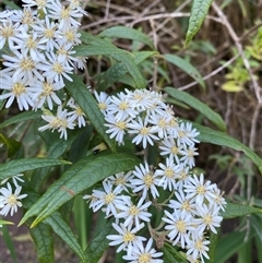 Unverified Other Shrub at Coolagolite, NSW - 26 Sep 2025 by timharmony