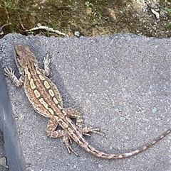 Amphibolurus muricatus (Jacky Lizard) at Coolagolite, NSW - 26 Sep 2025 by timharmony