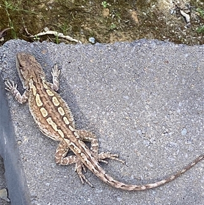 Amphibolurus muricatus (Jacky Lizard) at Coolagolite, NSW - 26 Sep 2025 by timharmony