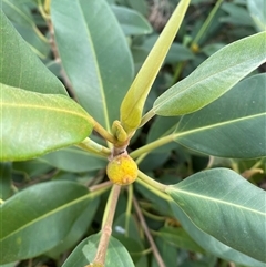 Ficus (genus) at Central Tilba, NSW - 19 Oct 2025 by timharmony
