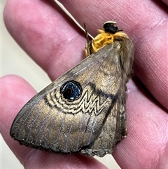 Dasypodia selenophora (Southern Old Lady Moth) at Aranda, ACT - 23 Oct 2025 by JimL