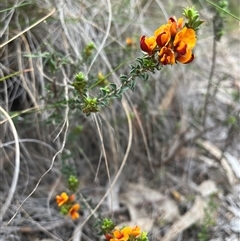 Pultenaea procumbens (Bush Pea) at Kambah, ACT - 24 Oct 2025 by sduus
