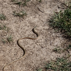 Delma inornata (Olive Legless-lizard) at Strathnairn, ACT - 23 Oct 2025 by DennisACT