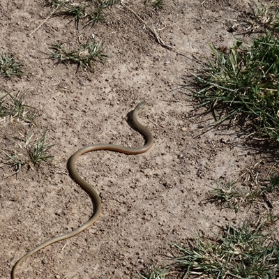 Delma inornata (Olive Legless-lizard) at Strathnairn, ACT - 23 Oct 2025 by DennisACT
