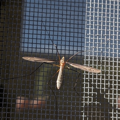 Leptotarsus (Leptotarsus) sp.(genus) (A Crane Fly) at  - suppressed by chriselidie