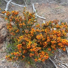 Dillwynia sericea (Egg And Bacon Peas) at Strathnairn, ACT - 21 Oct 2025 by LukeMcElhinney