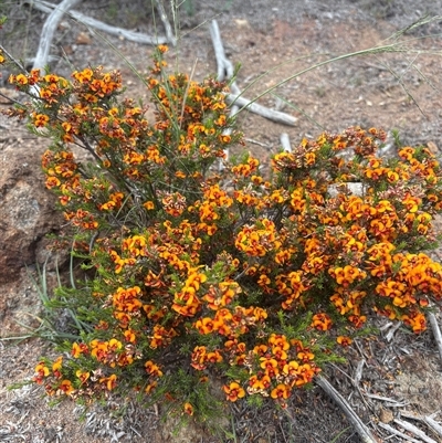 Dillwynia sericea (Egg And Bacon Peas) at Strathnairn, ACT - 21 Oct 2025 by LukeMcElhinney