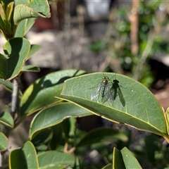 Sciapodinae (subfamily) (A long-legged fly) at Franklin, ACT - 24 Oct 2025 by chriselidie