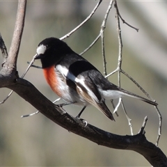 Petroica boodang (Scarlet Robin) at Tharwa, ACT - 31 Aug 2025 by MichaelBedingfield