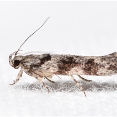 Macrobathra (genus) by DianneClarke