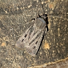 Agrotis infusa (Bogong Moth, Common Cutworm) at Fyshwick, ACT - 24 Oct 2025 by MatthewFrawley