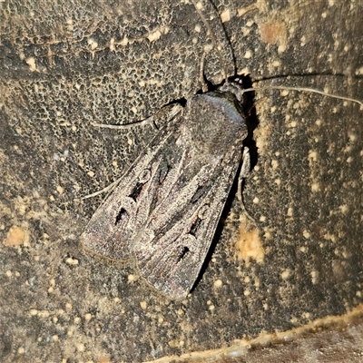 Agrotis infusa (Bogong Moth, Common Cutworm) at Fyshwick, ACT - 24 Oct 2025 by MatthewFrawley