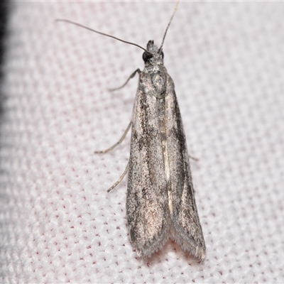 Homoeosoma vagella (Macadamia Flower Caterpillar) at Jerrabomberra, NSW - 21 Oct 2025 by DianneClarke