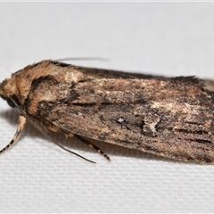 Agrotis (genus) at Jerrabomberra, NSW - 18 Oct 2025 by DianneClarke