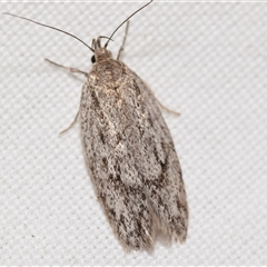 Anomozancla scopariella by DianneClarke