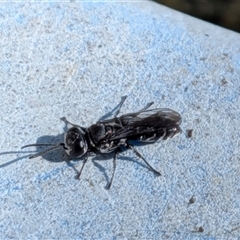 Pison sp. (genus) (Black mud-dauber wasp) by chriselidie