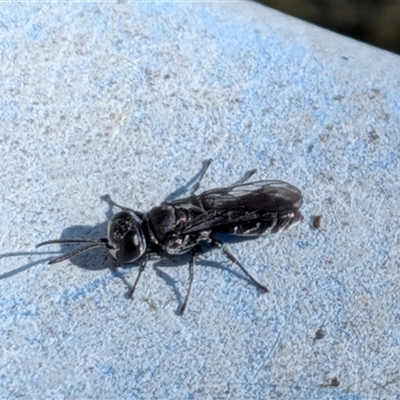 Pison sp. (genus) (Black mud-dauber wasp) at  - suppressed by chriselidie