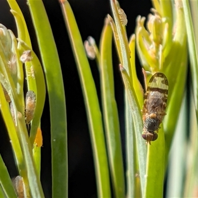 Sphenella ruficeps (Senecio Flower Galler Fruit Fly) at  - suppressed by chriselidie