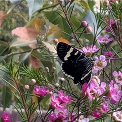 Phalaenoides glycinae (Grapevine Moth) at Franklin, ACT - 24 Oct 2025 by chriselidie