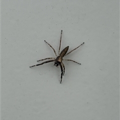 Helpis sp. (genus) (Unidentified Bronze Jumping Spider) at Lyons, ACT - 24 Oct 2025 by ran452