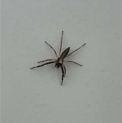 Helpis sp. (genus) (Unidentified Bronze Jumping Spider) at Lyons, ACT - 24 Oct 2025 by ran452