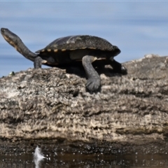 Chelodina longicollis (Eastern Long-necked Turtle) at Throsby, ACT - 24 Oct 2025 by Thurstan