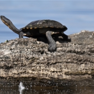 Chelodina longicollis (Eastern Long-necked Turtle) at Throsby, ACT - 24 Oct 2025 by Thurstan