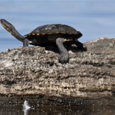Chelodina longicollis (Eastern Long-necked Turtle) at Throsby, ACT - 24 Oct 2025 by Thurstan