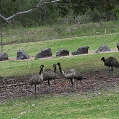 Dromaius novaehollandiae (Emu) at Uriarra Village, ACT - 22 Oct 2025 by davidcunninghamwildlife