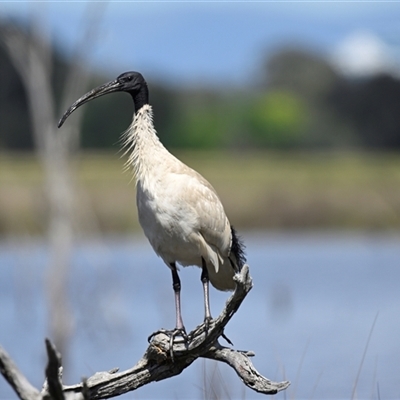 Threskiornis molucca (Australian White Ibis) at Throsby, ACT - 24 Oct 2025 by Thurstan