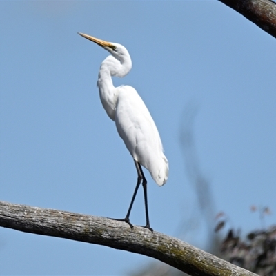 Unverified Colonial nesters (Herons, Cormorants, etc) at Throsby, ACT - 24 Oct 2025 by Thurstan