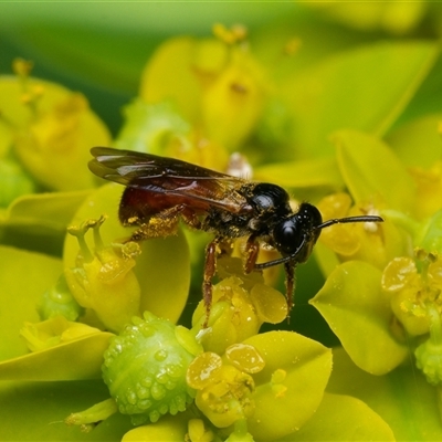 Exoneura sp. (genus) (A reed bee) at Downer, ACT - 24 Oct 2025 by RobertD