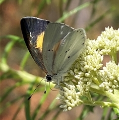 Candalides xanthospilos (Yellow-spotted Blue) at Jerrabomberra, NSW - 24 Oct 2025 by SteveBorkowskis
